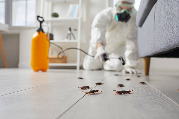 Post-Treatment Bed Bug Interceptor Monitoring in Mount Carroll